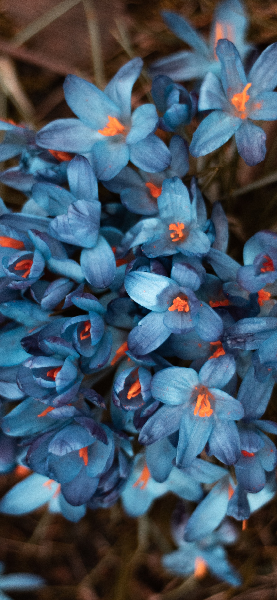 Обои синий, цветок, растение, цветковое растение, полевой цветок в разрешении 1125x2436