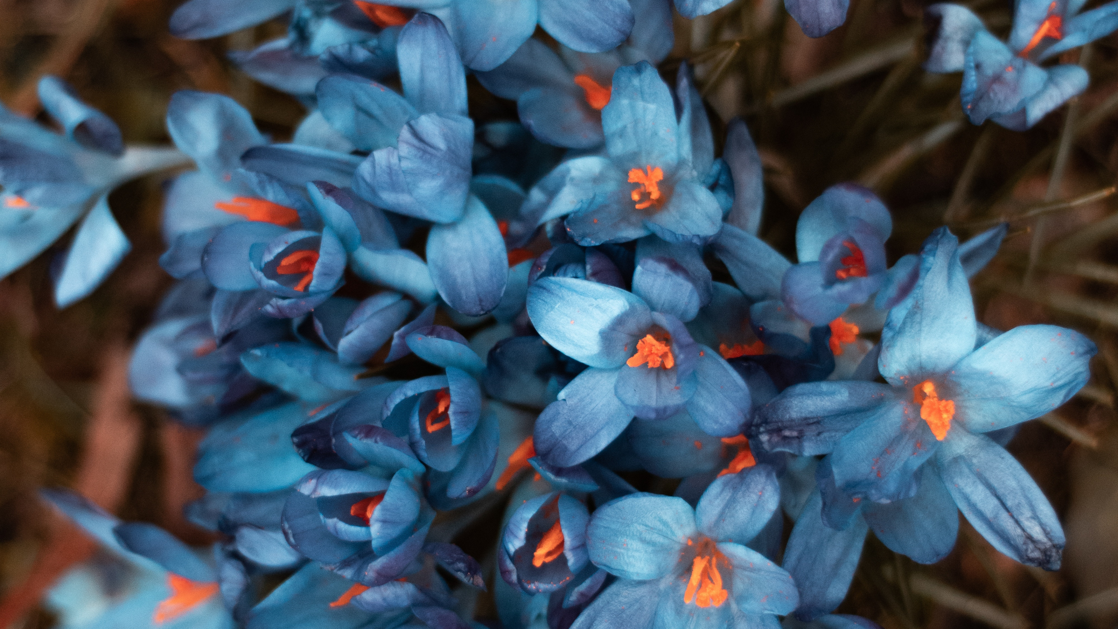 Обои синий, цветок, растение, цветковое растение, полевой цветок в разрешении 3840x2160