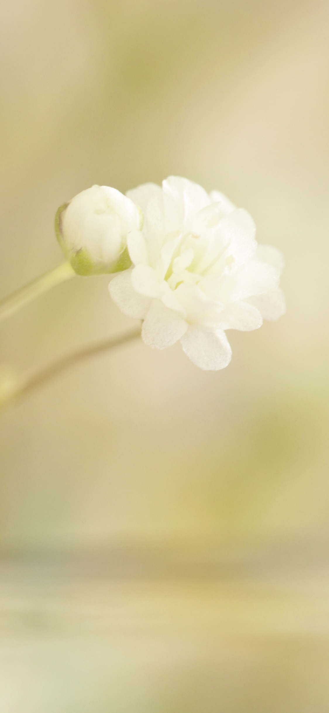 Обои рассада, лепесток, стебель растения, белые, весна в разрешении 1125x2436