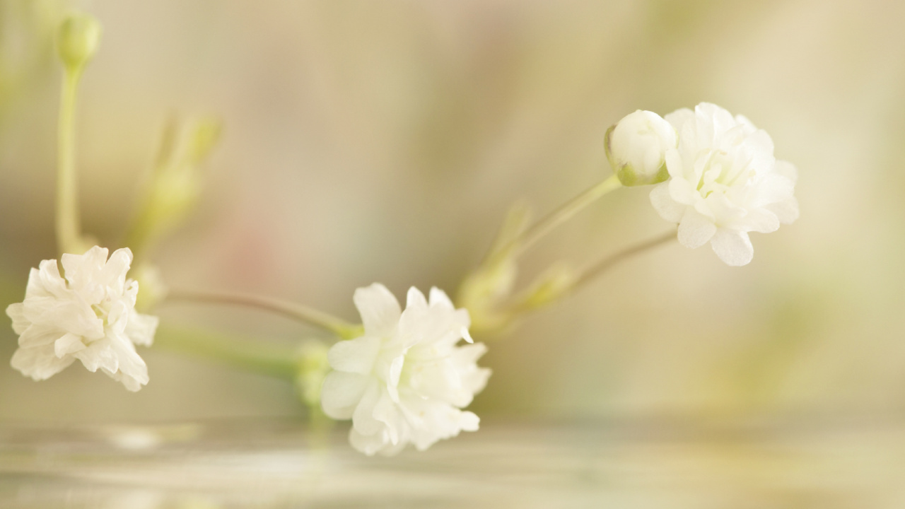 Обои рассада, лепесток, стебель растения, белые, весна в разрешении 1280x720