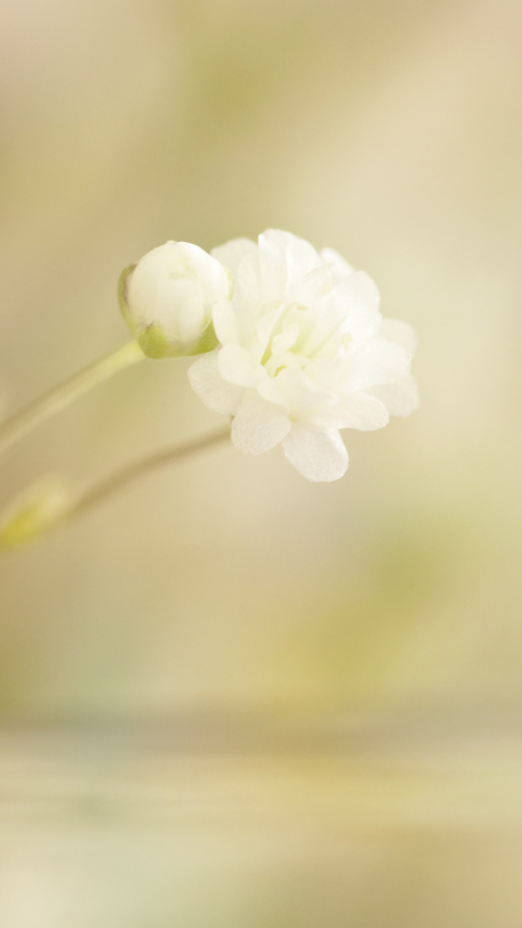Обои рассада, лепесток, стебель растения, белые, весна в разрешении 750x1334