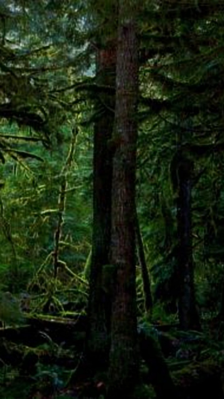 Обои лес, лесистая местность, растительность, экосистема, векторная графика в разрешении 720x1280