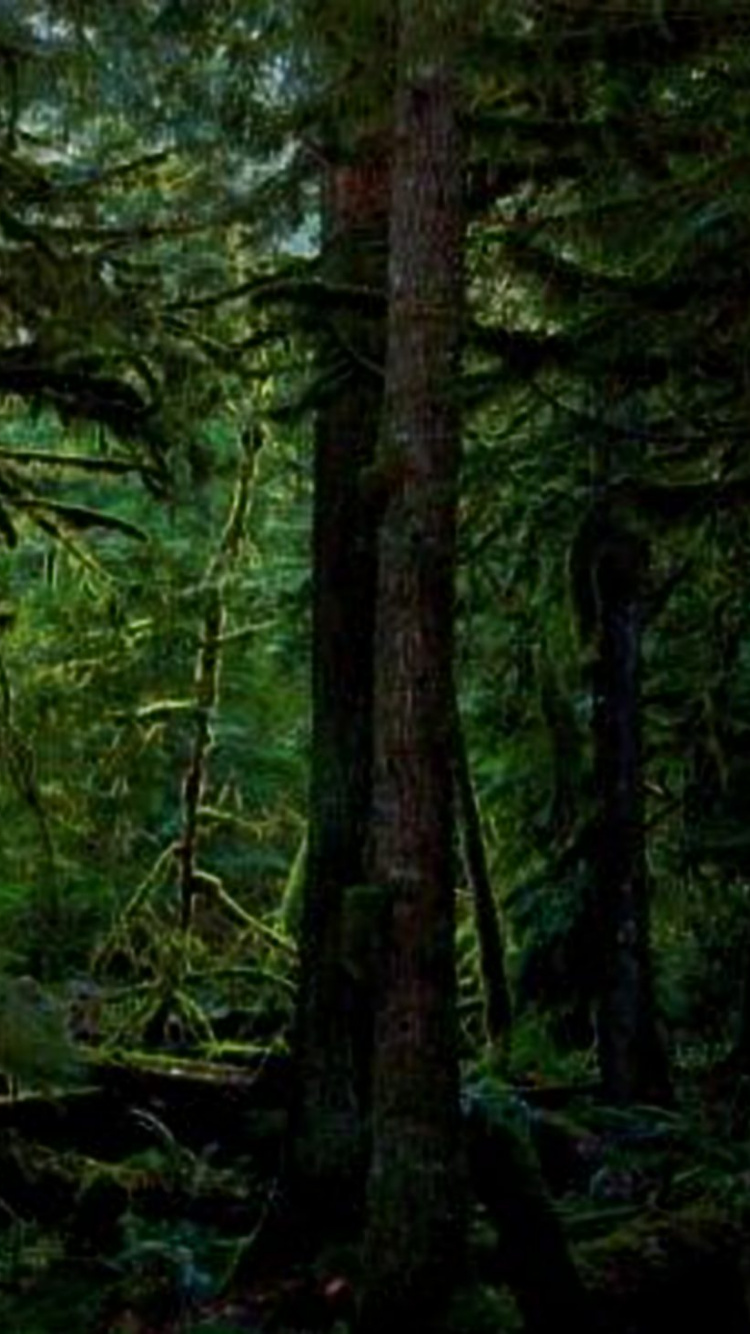 Обои лес, лесистая местность, растительность, экосистема, векторная графика в разрешении 750x1334