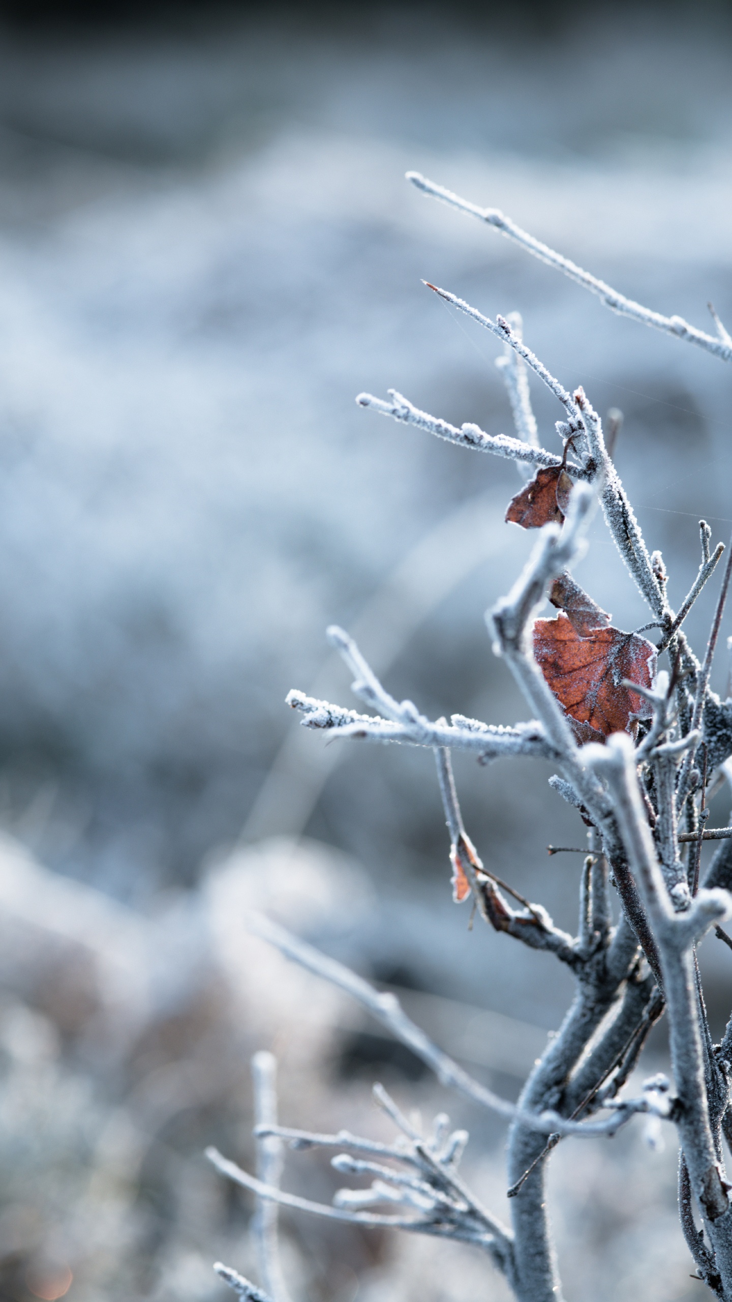 Обои ветвь, прут, зима, замораживание, мороз в разрешении 1440x2560