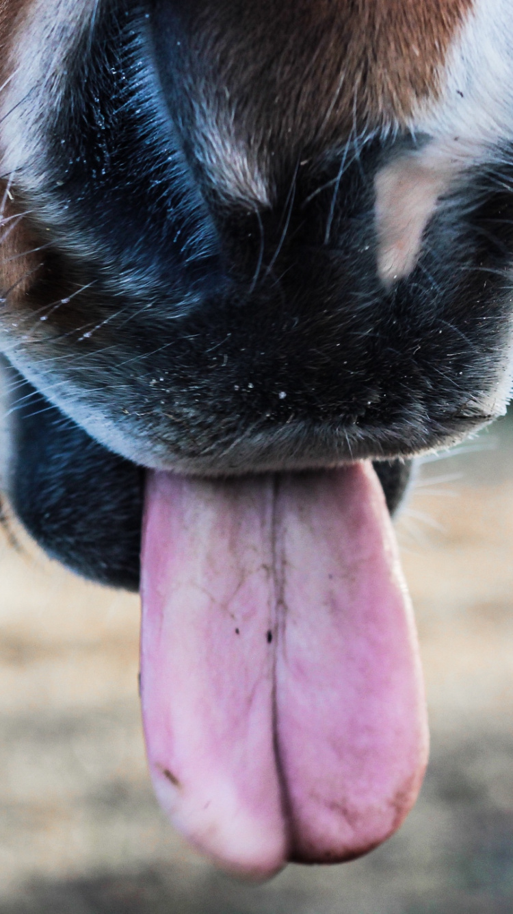 Обои конь, пони, нос, морда, бакенбарды в разрешении 750x1334