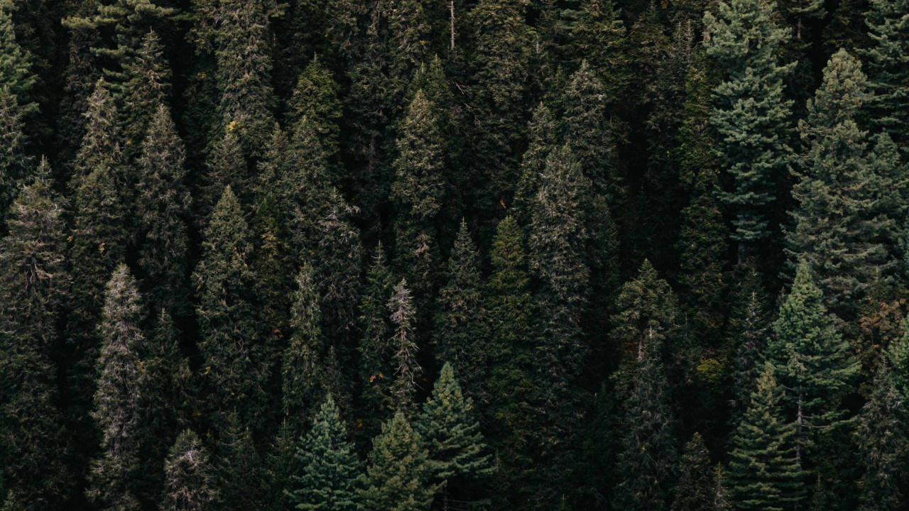 Обои растительность, дерево, лес, зеленый, окружающая среда в разрешении 1280x720