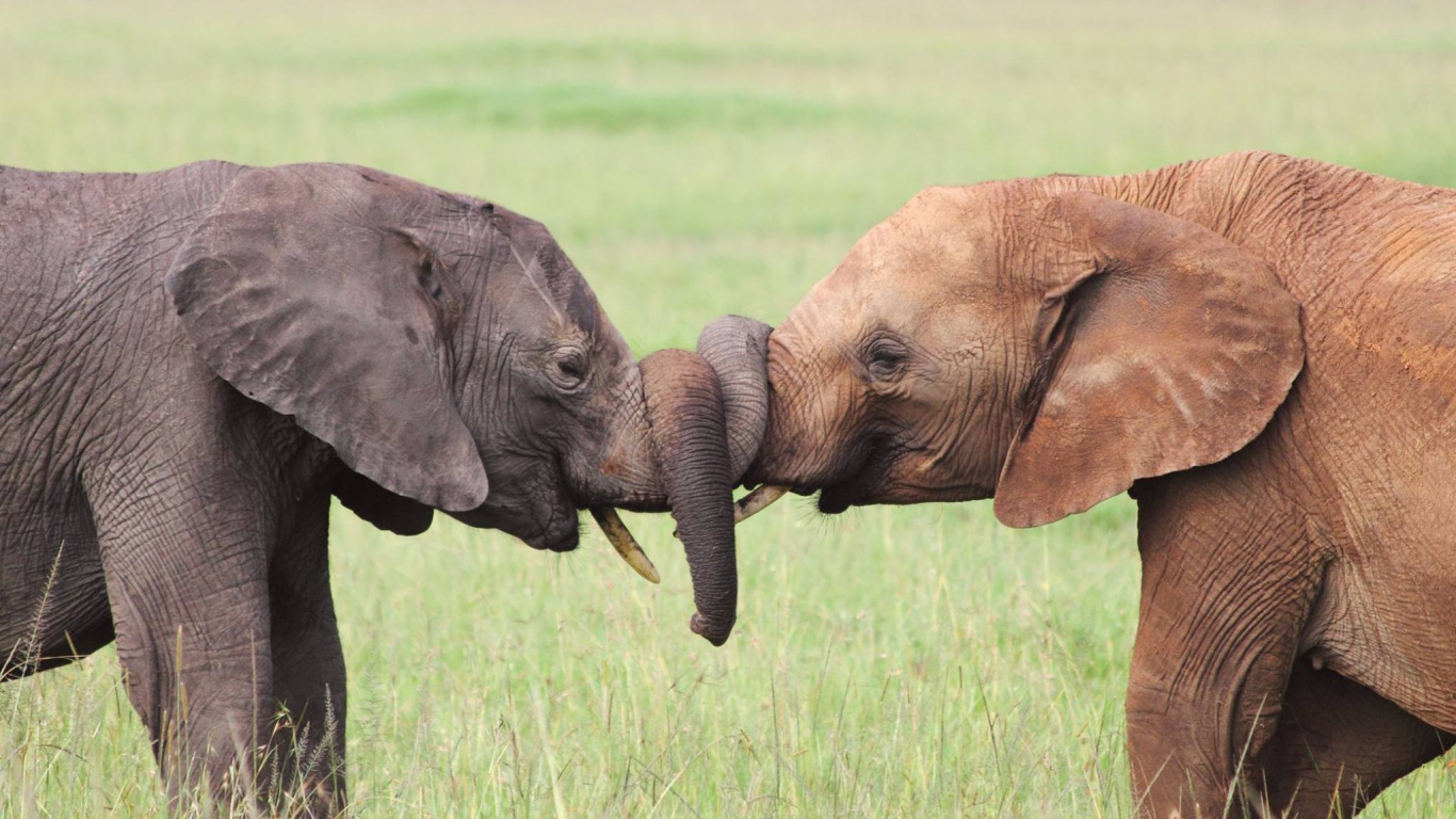 Обои Слон, поцелуй, африканский слон Буша, слоны и мамонты, наземные животные в разрешении 1366x768