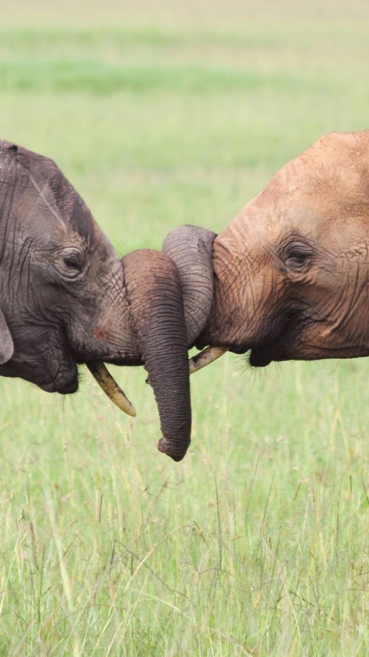 Обои Слон, поцелуй, африканский слон Буша, слоны и мамонты, наземные животные в разрешении 720x1280