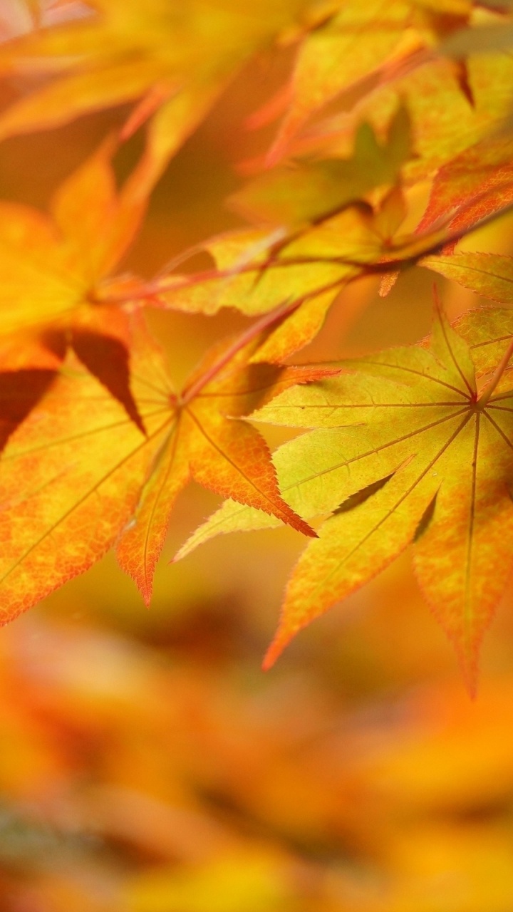 Обои осень, лист, желтый, дерево, кленовый лист в разрешении 720x1280