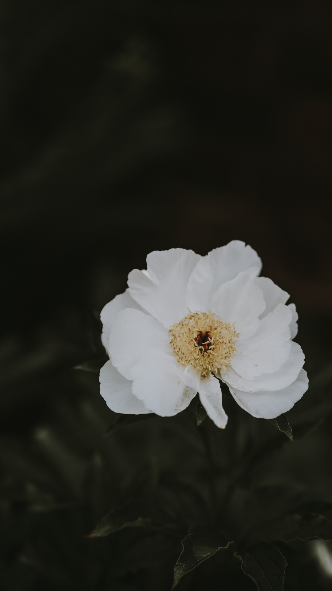 Обои цветок, пион, белые, лепесток, растение в разрешении 1080x1920