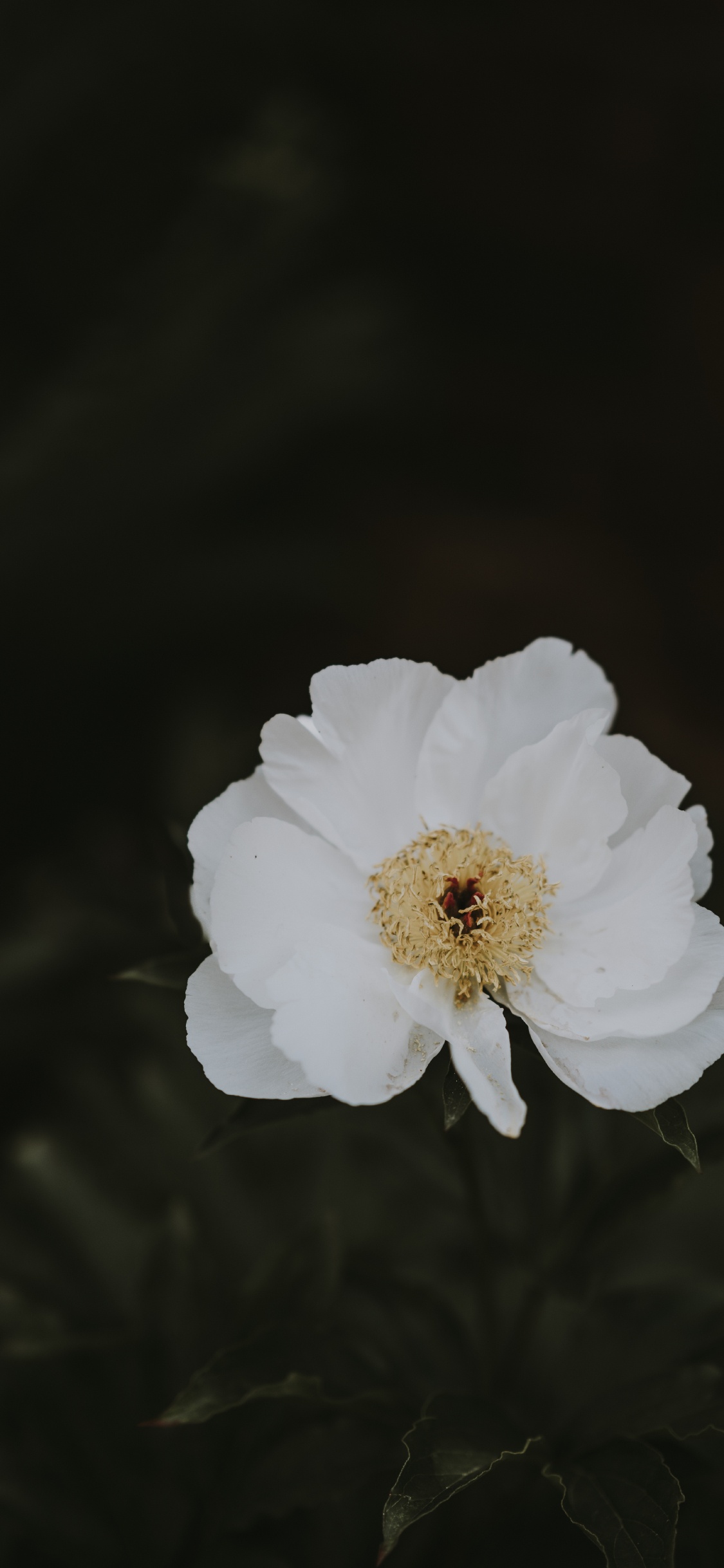 Обои цветок, пион, белые, лепесток, растение в разрешении 1125x2436