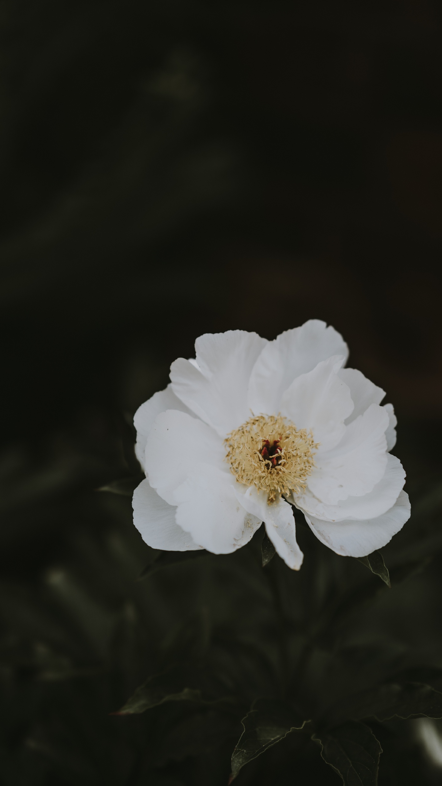 Обои цветок, пион, белые, лепесток, растение в разрешении 1440x2560