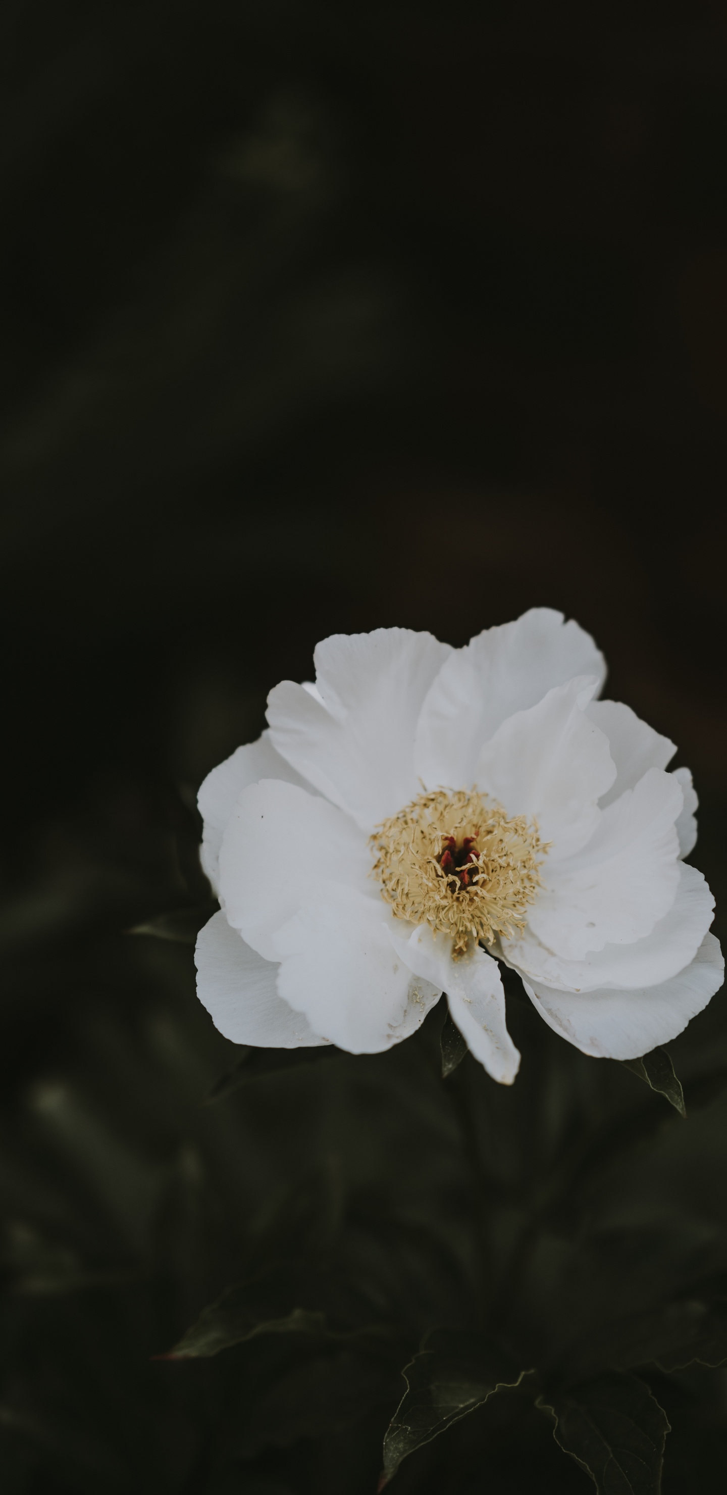 Обои цветок, пион, белые, лепесток, растение в разрешении 1440x2960