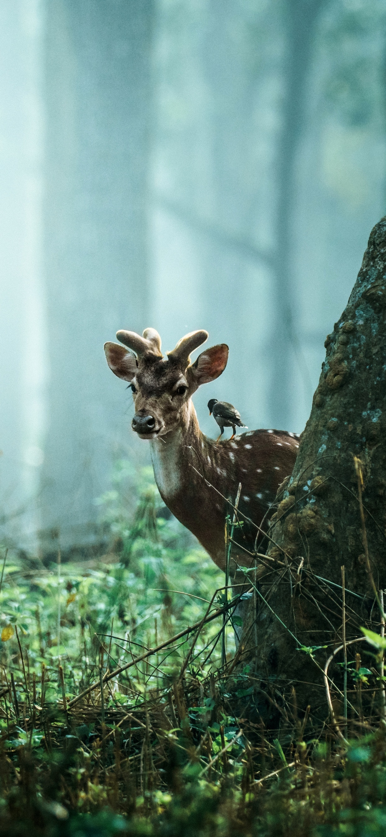 Обои тигр, живая природа, природа, растение, древесина в разрешении 1242x2688