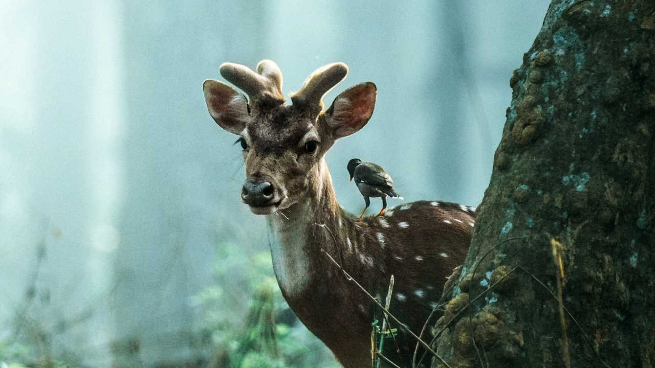 Обои тигр, живая природа, природа, растение, древесина в разрешении 1280x720