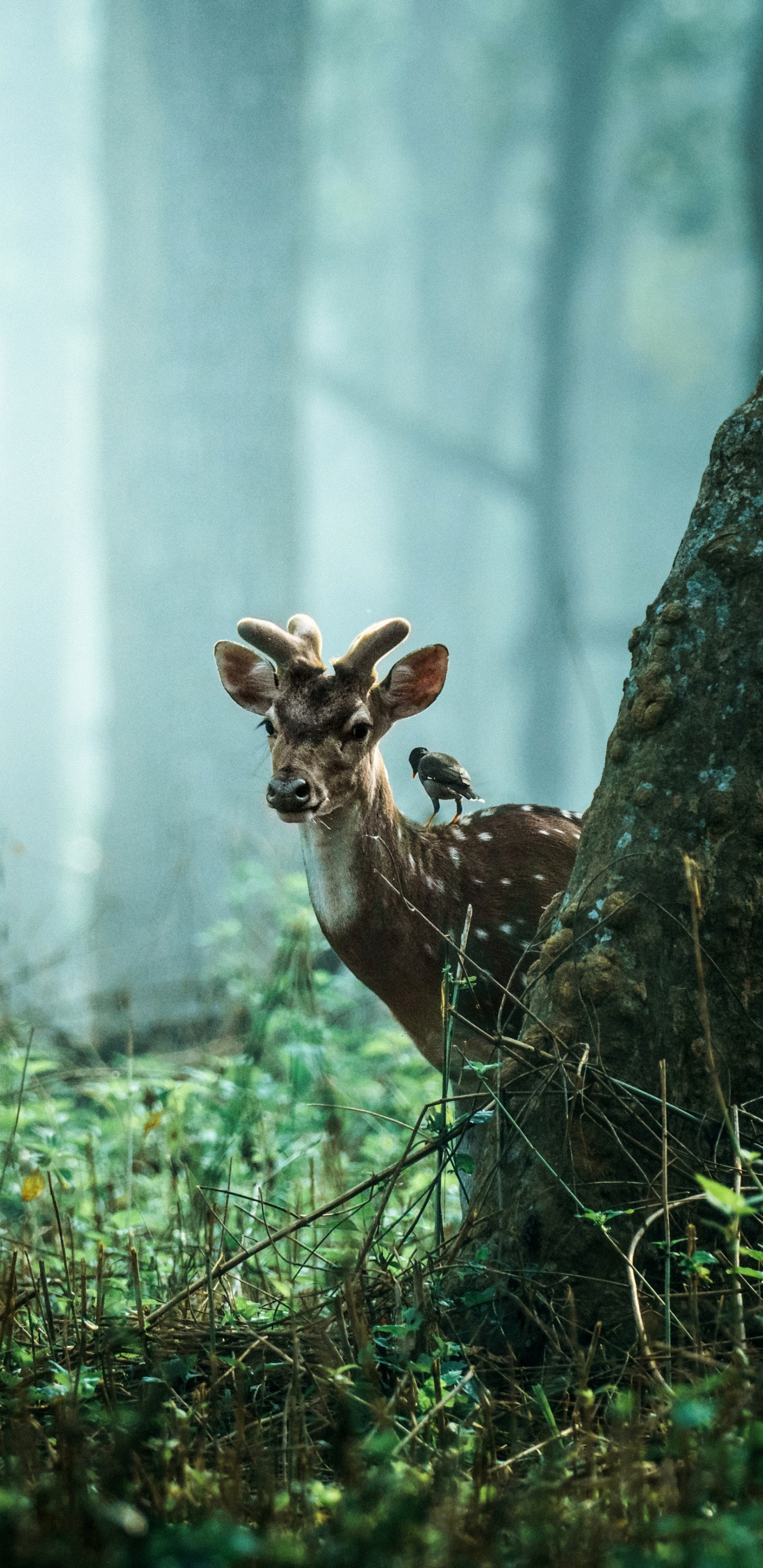 Обои тигр, живая природа, природа, растение, древесина в разрешении 1440x2960