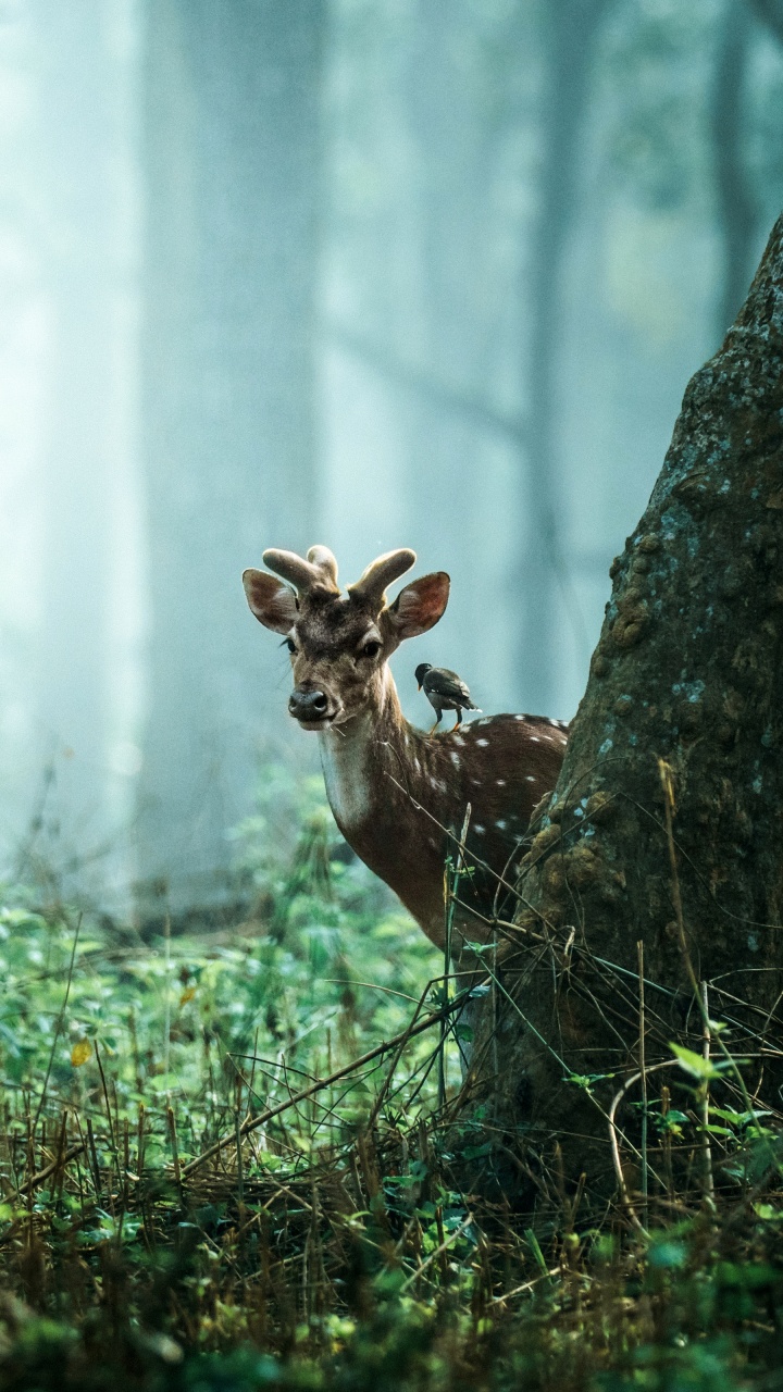 Обои тигр, живая природа, природа, растение, древесина в разрешении 720x1280