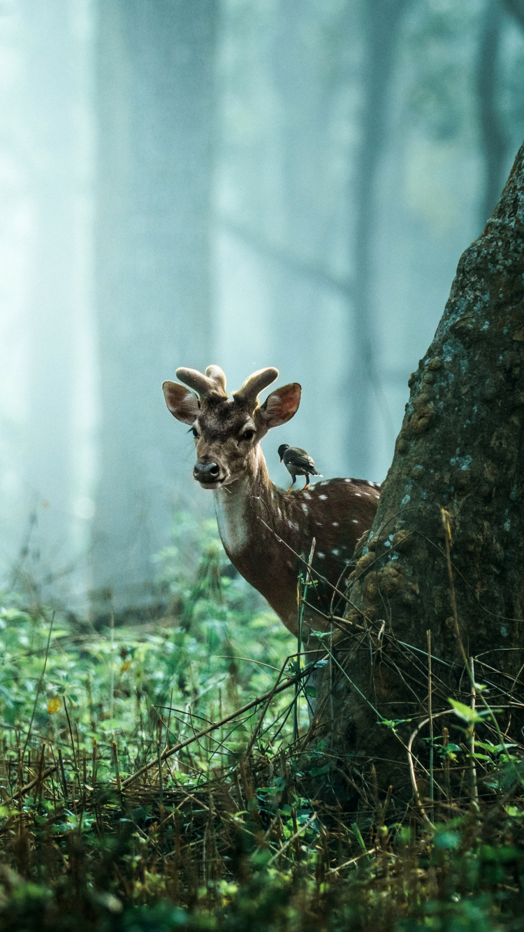 Обои тигр, живая природа, природа, растение, древесина в разрешении 750x1334