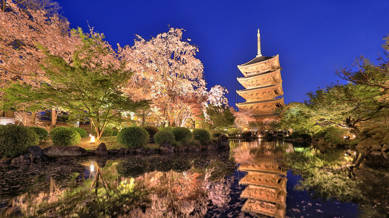 Обои цветение вишни, Токио, отражение, дерево, растение в разрешении 1280x720
