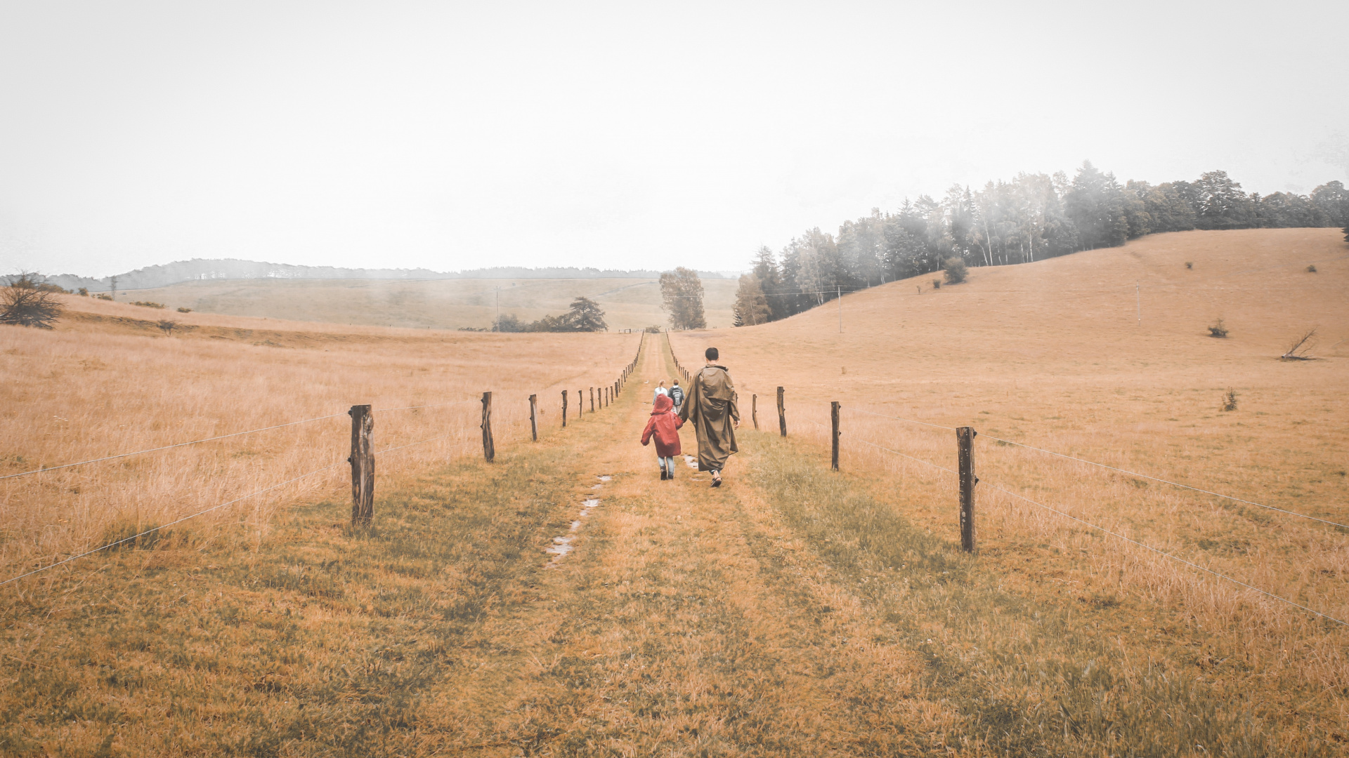 Обои семейство травы, степ, грунтовая дорога, окружающая среда, дерево в разрешении 1920x1080
