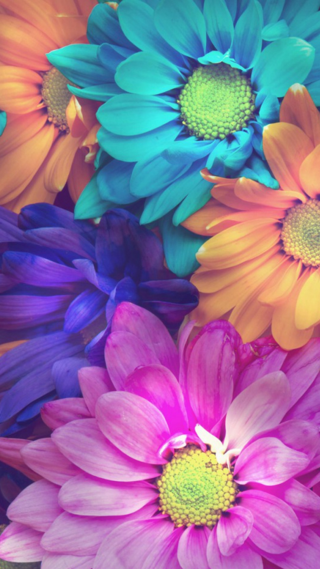 Обои лепесток, цветок, синий, срезанные цветы, пурпур в разрешении 1080x1920