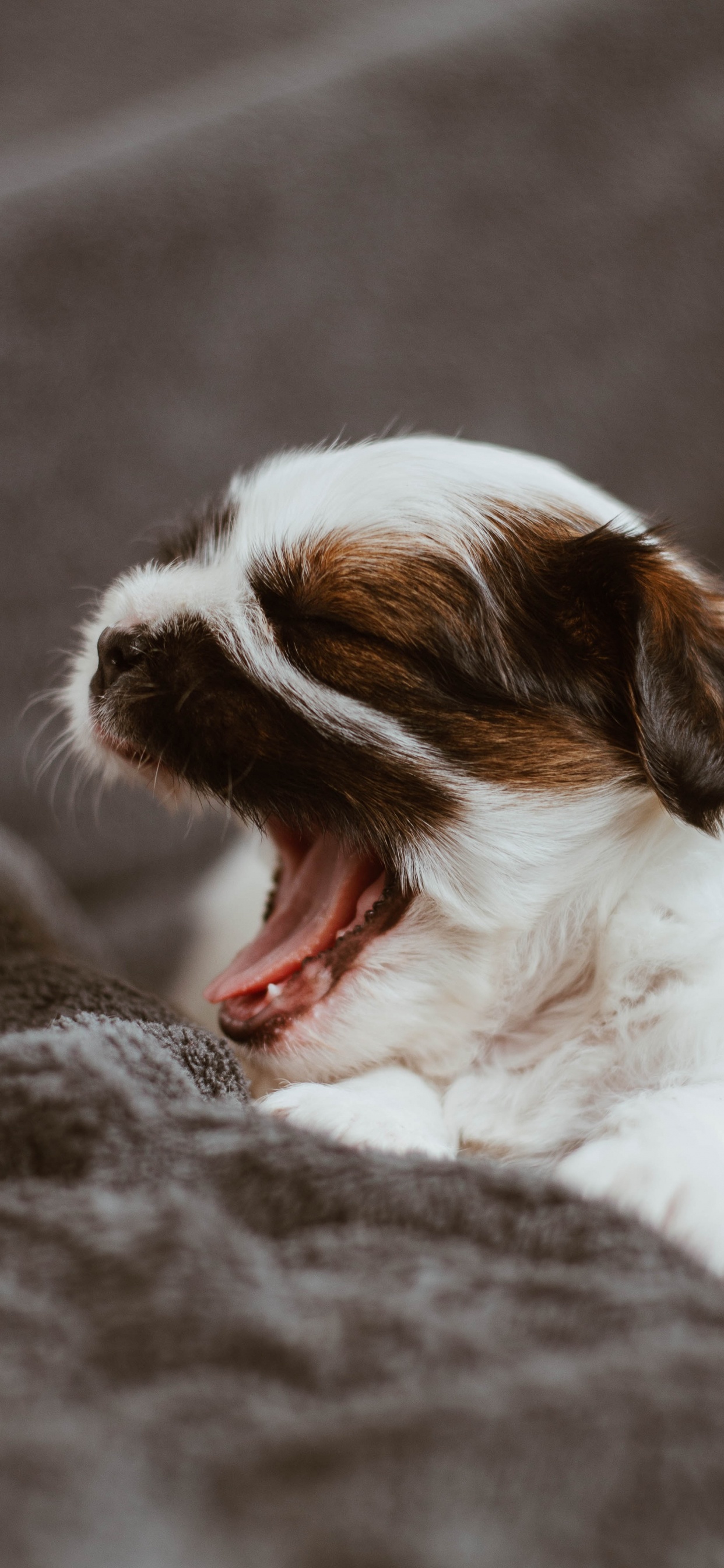 Обои хищник, Дельфин, спортивные группы, собака компаньон, Коикерхондье в разрешении 1242x2688