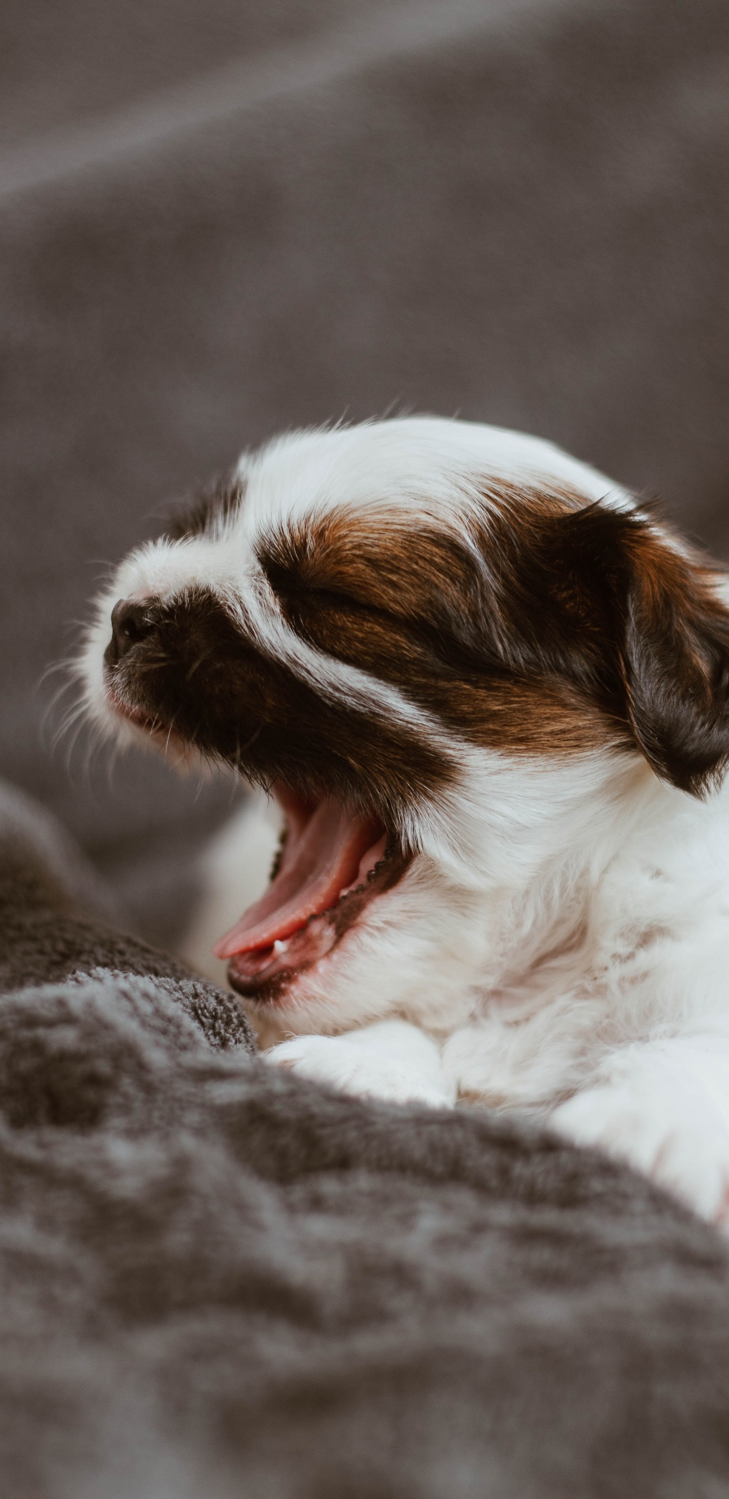 Обои хищник, Дельфин, спортивные группы, собака компаньон, Коикерхондье в разрешении 1440x2960