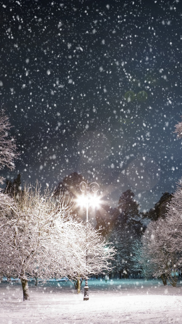 Обои ночь, снег, зима, дерево, замораживание в разрешении 720x1280