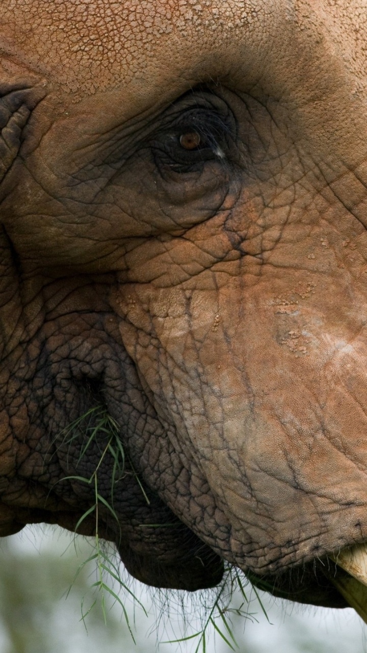 Обои Слон, наземные животные, слоны и мамонты, индийский слон, африканский слон в разрешении 720x1280
