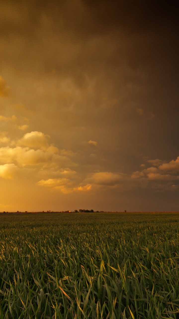 Обои поле, сенокосное угодье, облако, равнина, матовая покраска в разрешении 720x1280