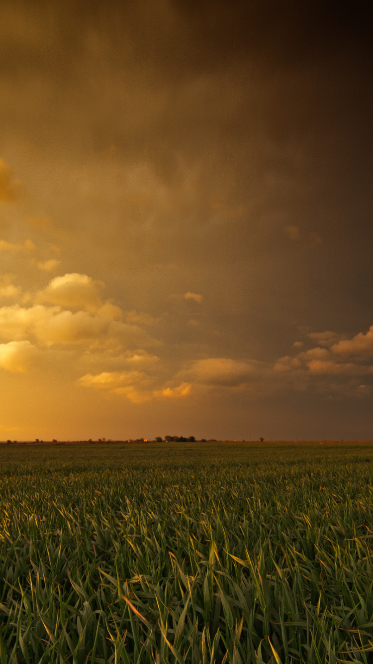 Обои поле, сенокосное угодье, облако, равнина, матовая покраска в разрешении 750x1334