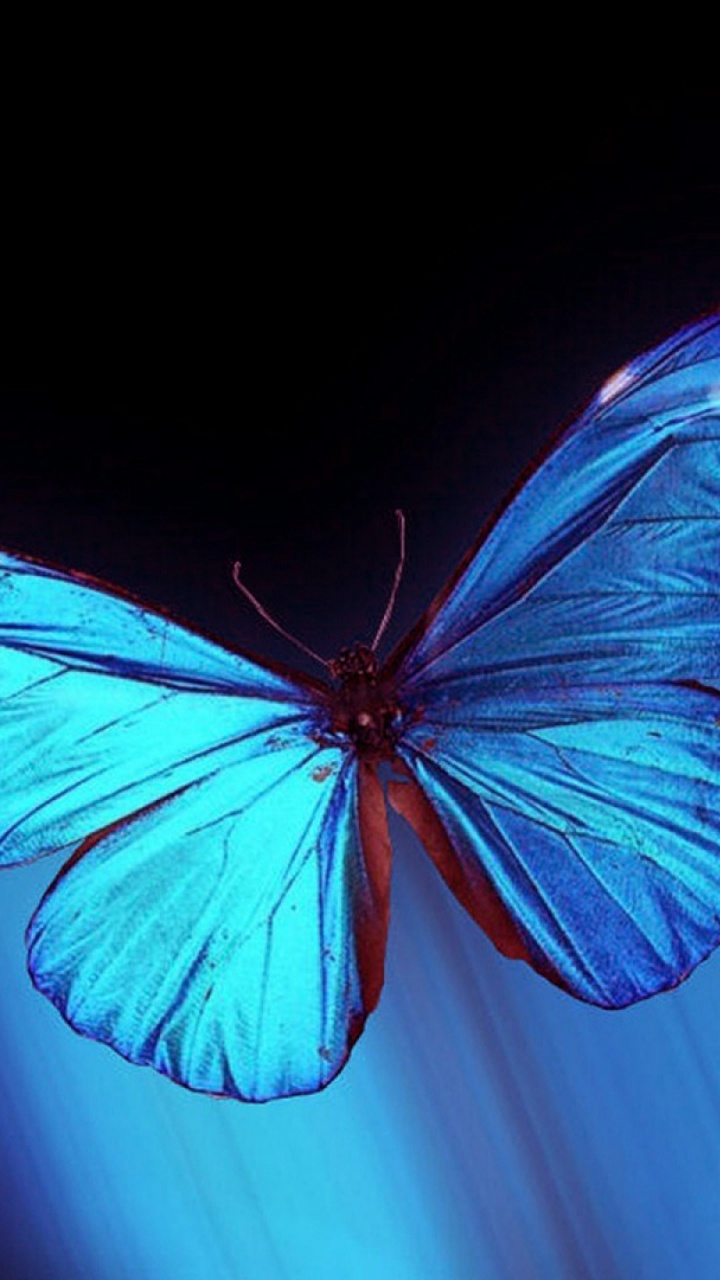 Обои насекомое, бабочка, синий, мотыльки и бабочки, опылитель в разрешении 720x1280