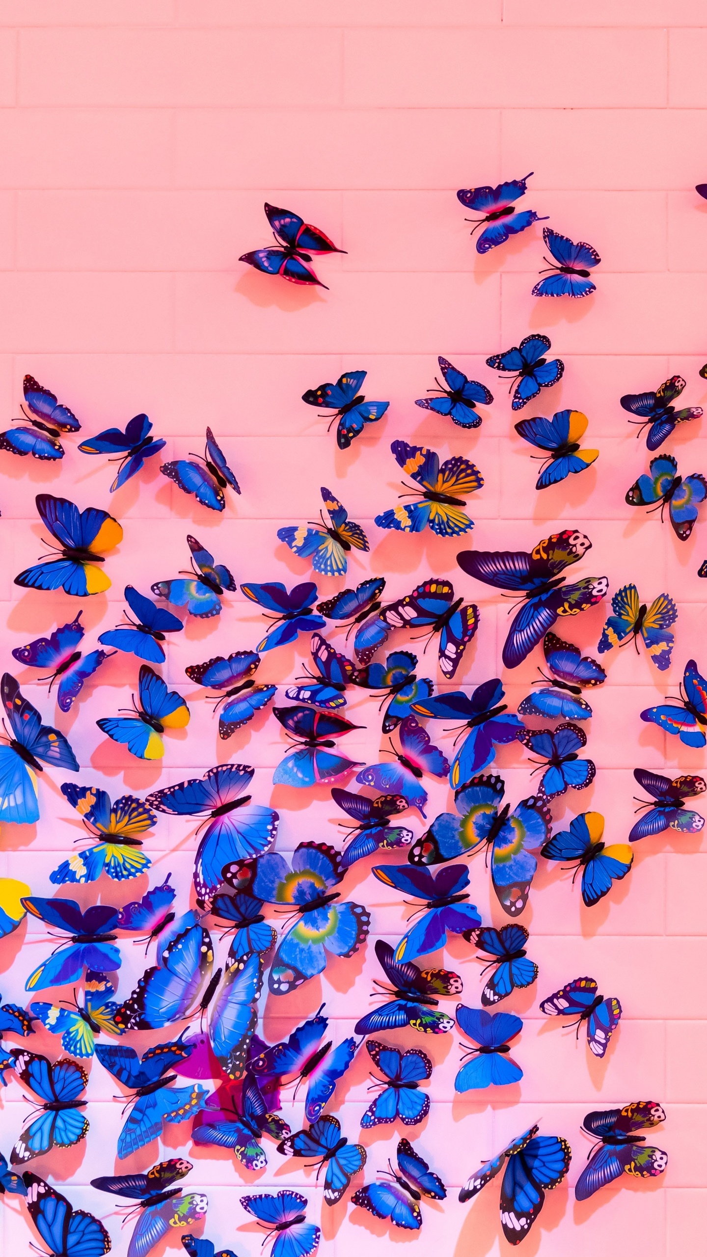 Обои синий, бабочка, насекомое, Морфо, синий цвет в разрешении 1440x2560