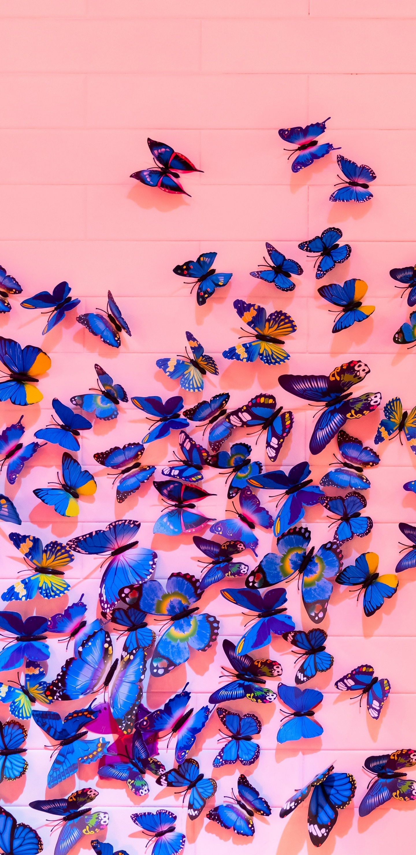 Обои синий, бабочка, насекомое, Морфо, синий цвет в разрешении 1440x2960