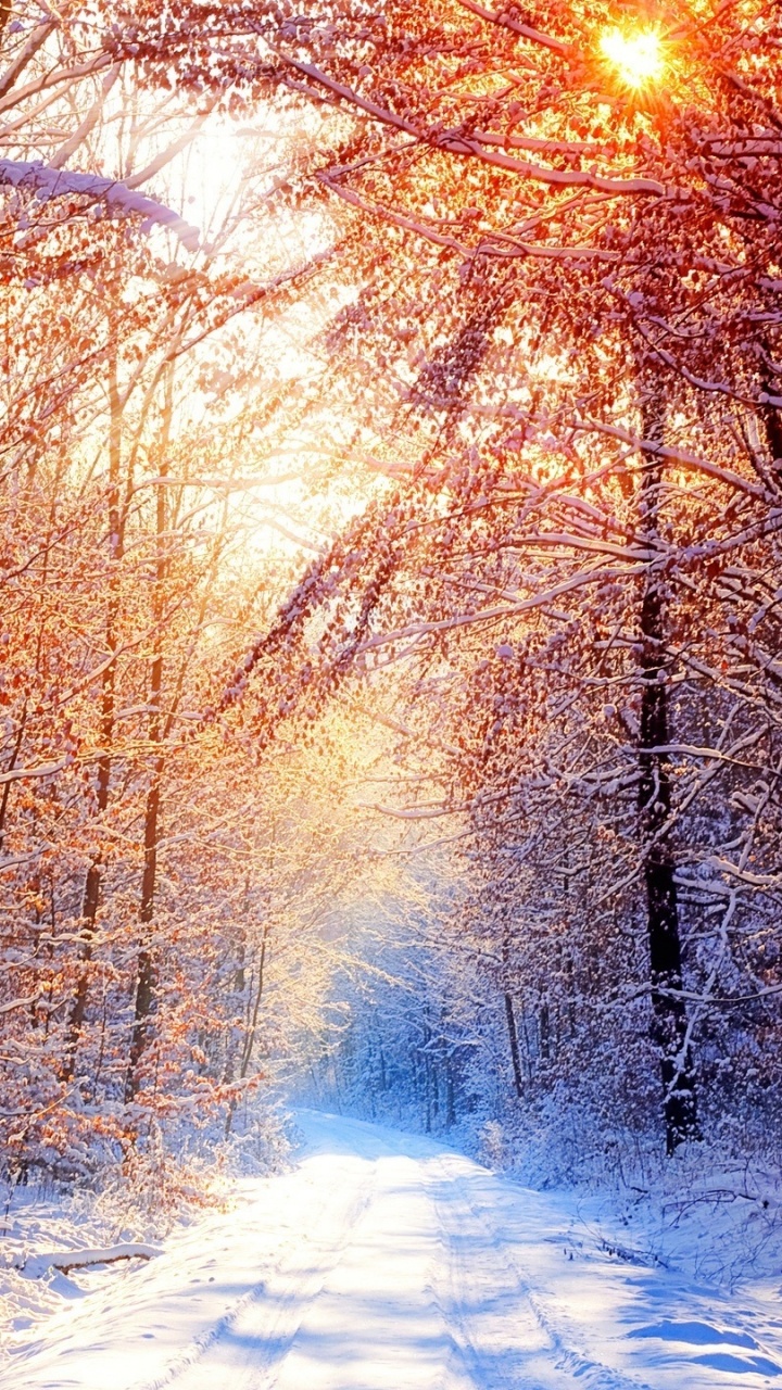 Обои дерево, зима, природа, снег, замораживание в разрешении 720x1280