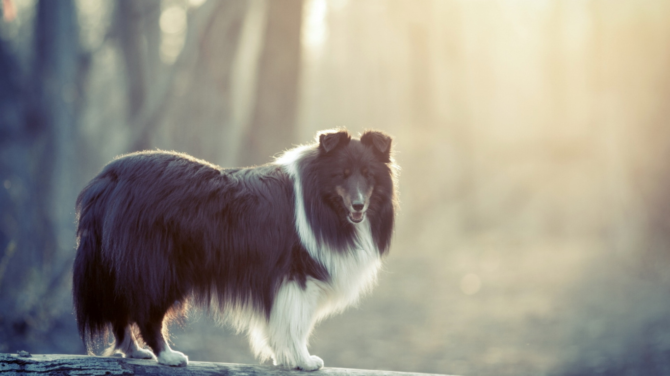 Обои бордер колли, Колли, щенок, собака породы, шотландский колли в разрешении 1366x768