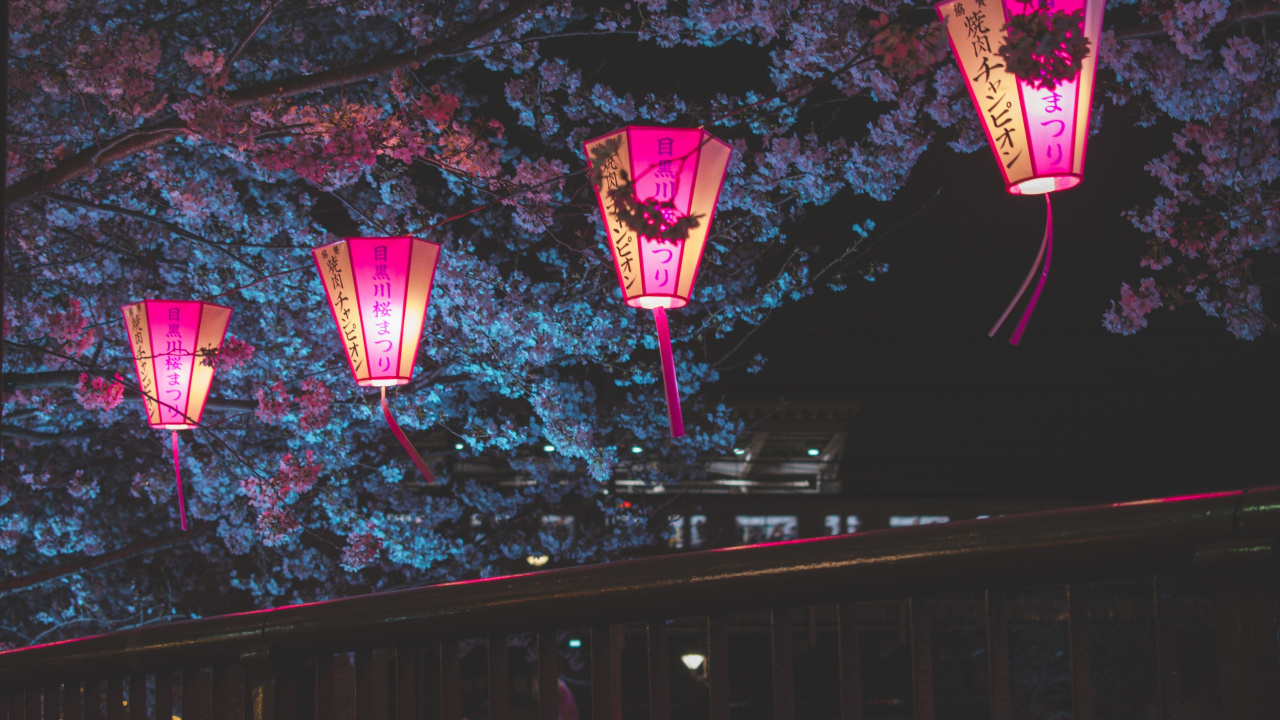 Обои цветение вишни, ночь, фонарь, розовый, освещение в разрешении 1280x720