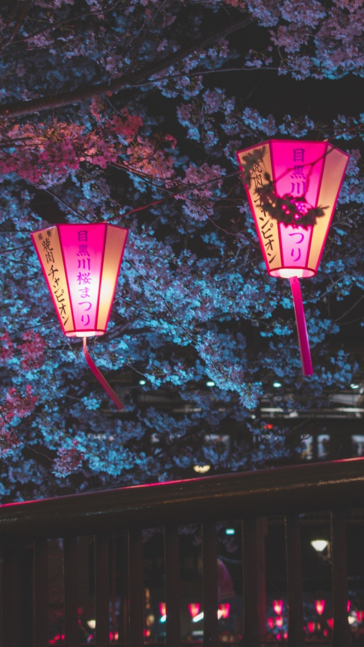 Обои цветение вишни, ночь, фонарь, розовый, освещение в разрешении 720x1280