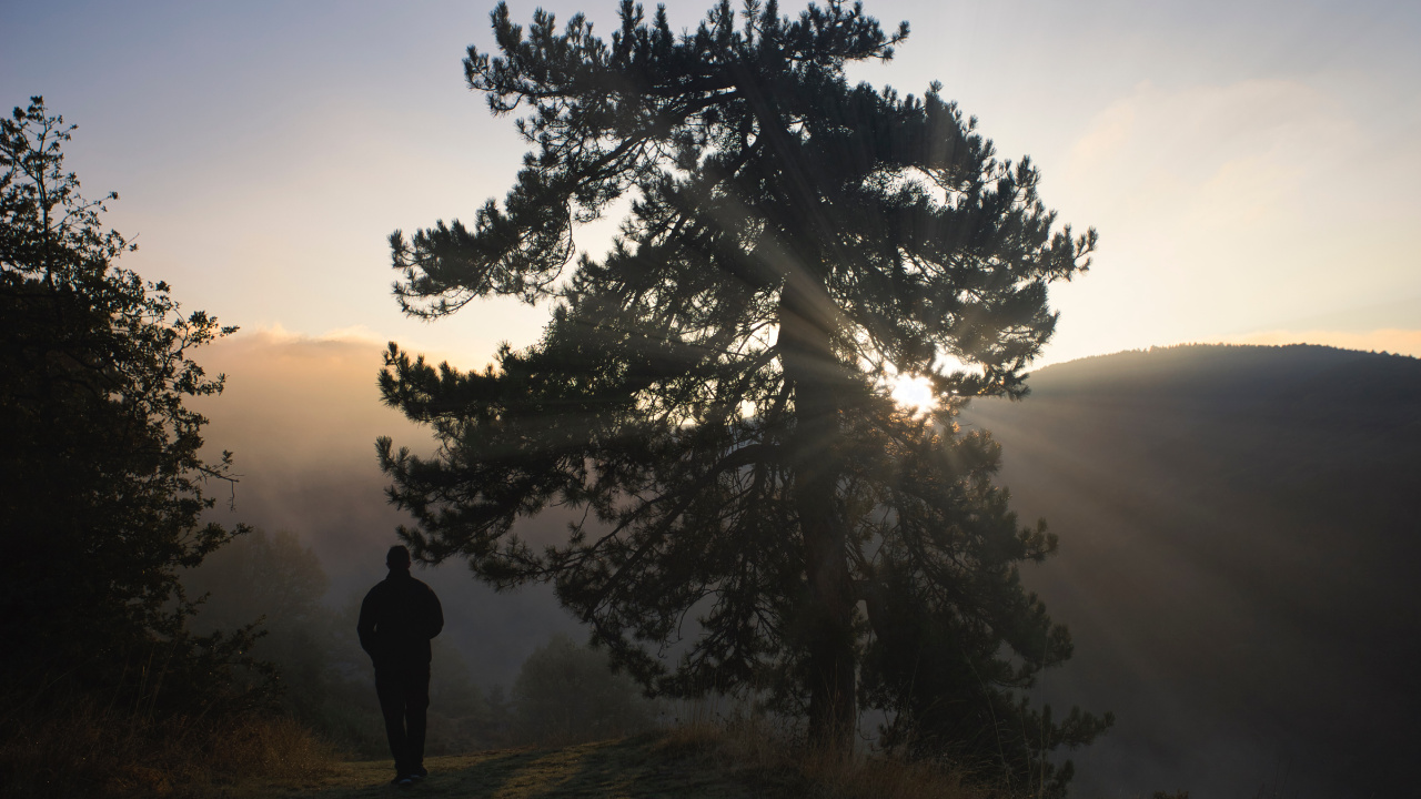 Обои лиственница, силуэт, дерево, природа, природный ландшафт в разрешении 1280x720