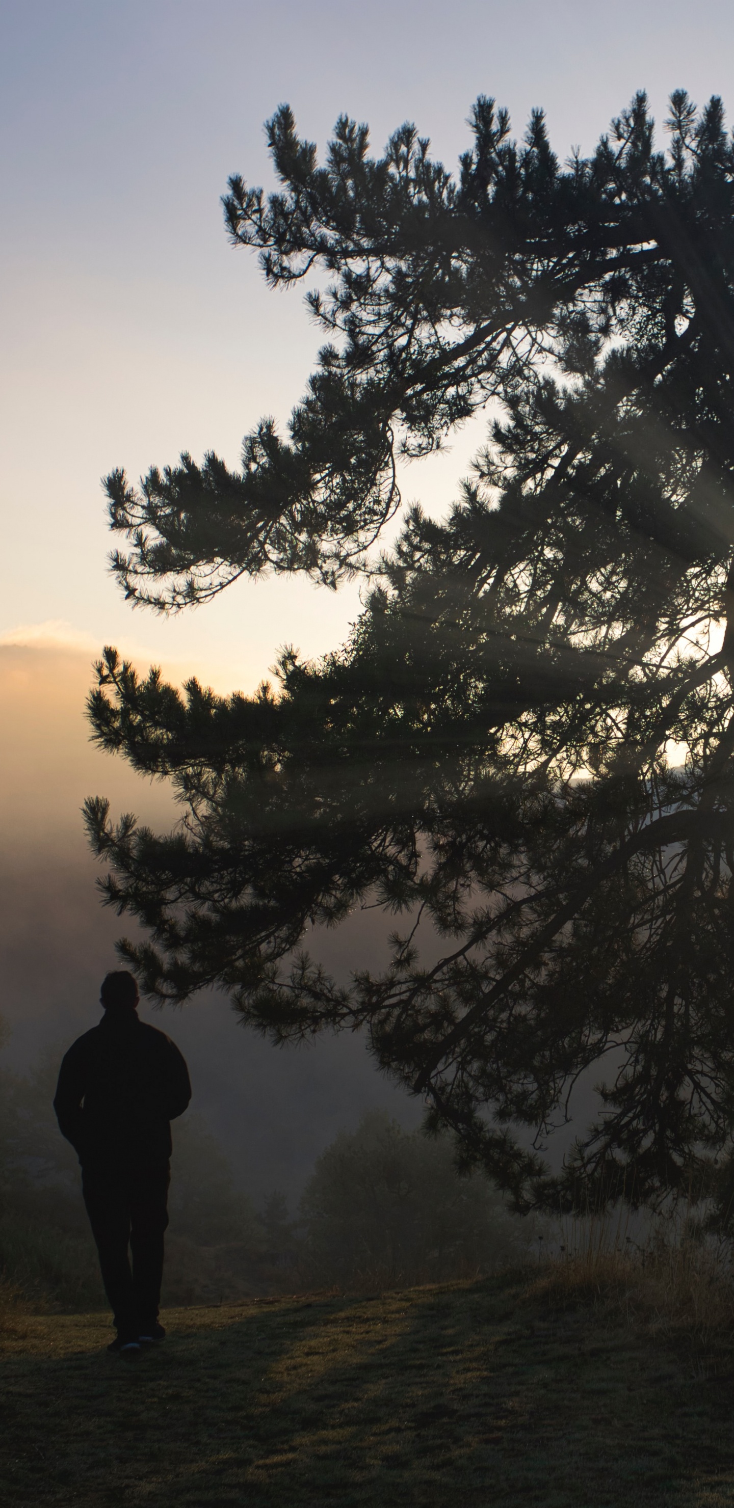 Обои лиственница, силуэт, дерево, природа, природный ландшафт в разрешении 1440x2960