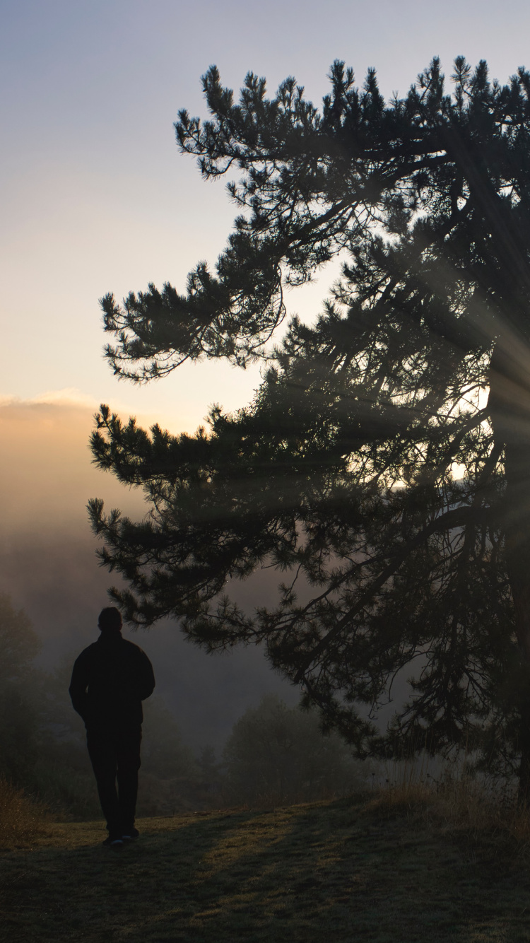 Обои лиственница, силуэт, дерево, природа, природный ландшафт в разрешении 750x1334