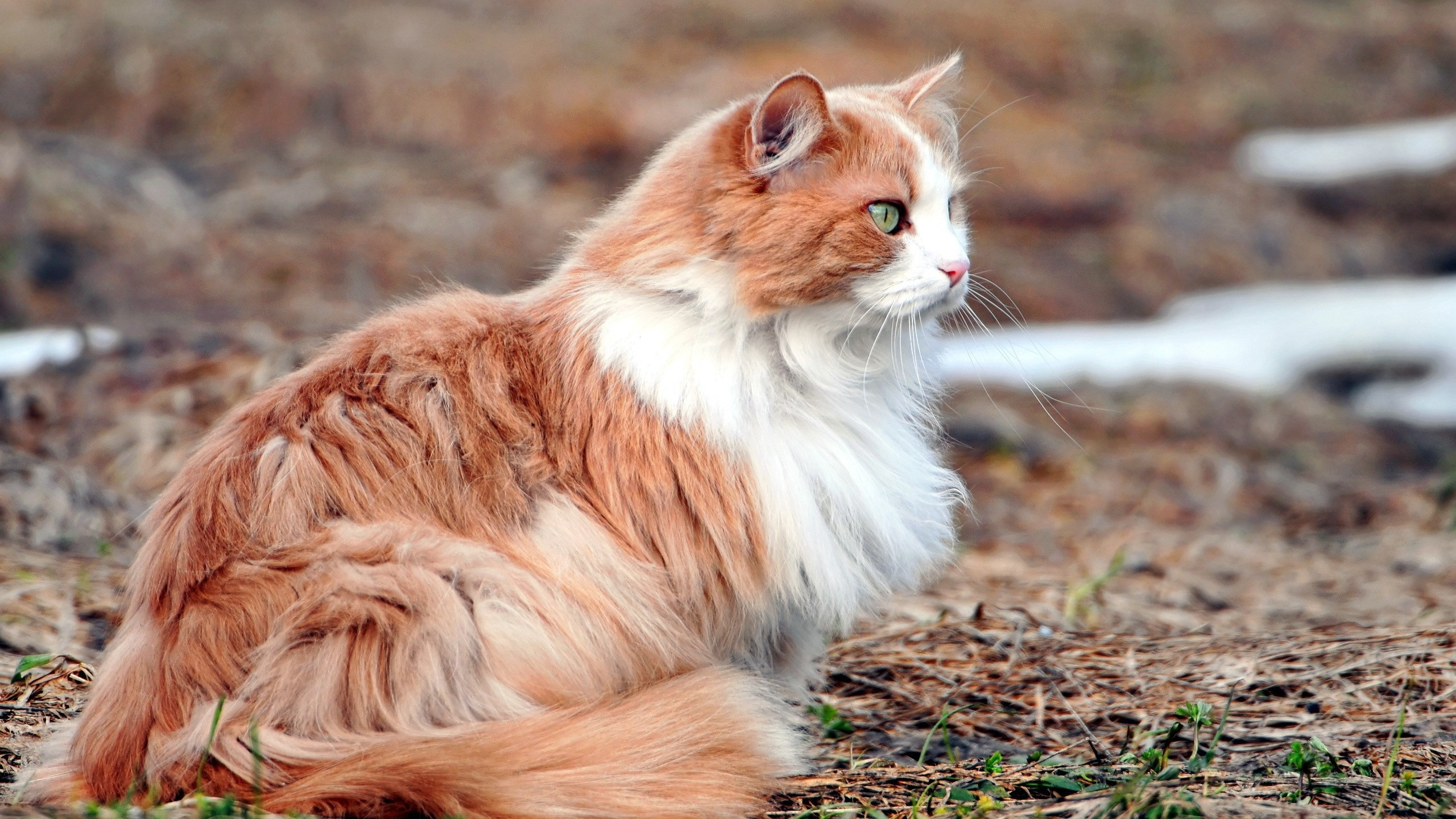 Обои мейн кун, котенок, полосатый кот, норвежский лесной кот