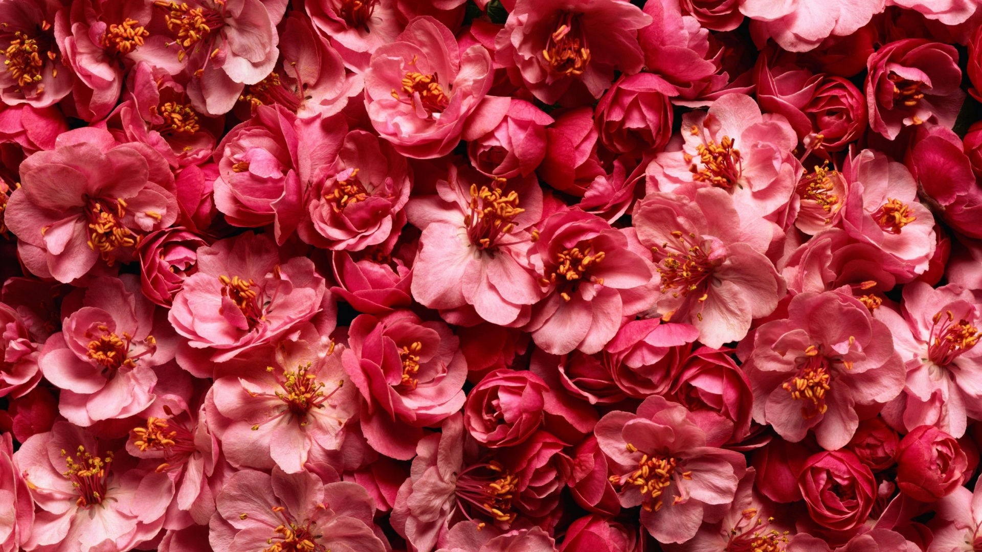 Обои розовый, лепесток, Роза, цветковое растение, Блум в разрешении 1920x1080