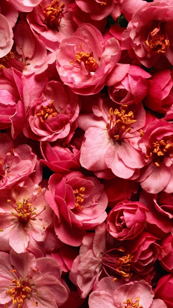 Обои розовый, лепесток, Роза, цветковое растение, Блум в разрешении 720x1280