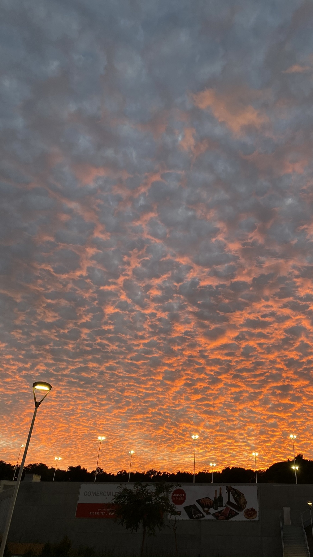 Обои водоем, ночь, природа, солнце, ветвь в разрешении 1080x1920