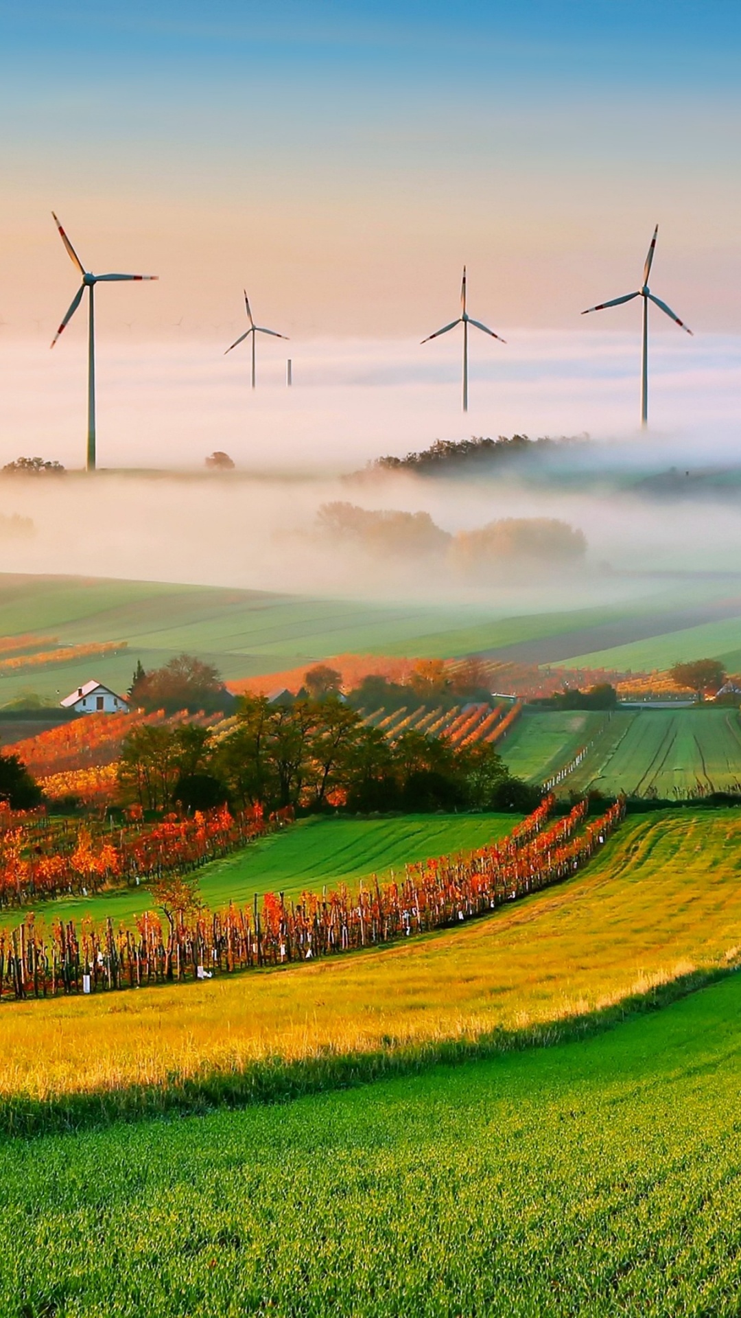 Обои поле, сенокосное угодье, сельский район, утро, холм в разрешении 1080x1920