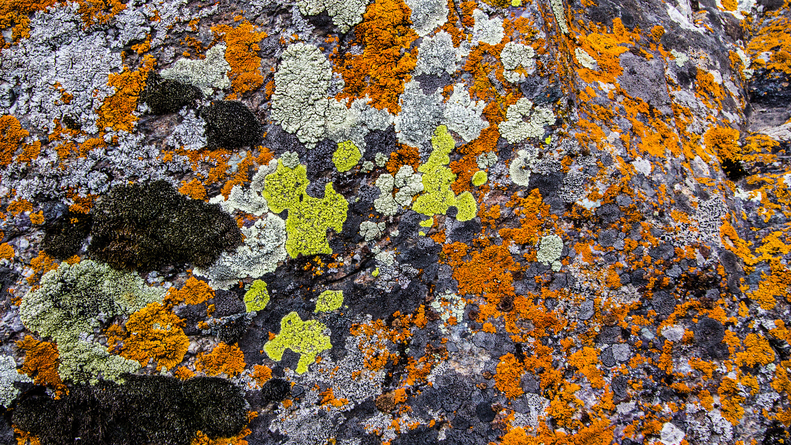 Обои мох, желтый, цвет, геология, синий в разрешении 2560x1440