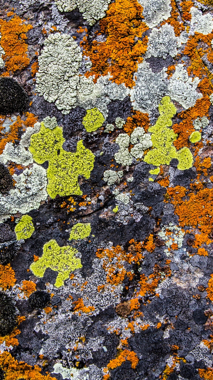 Обои мох, желтый, цвет, геология, синий в разрешении 720x1280