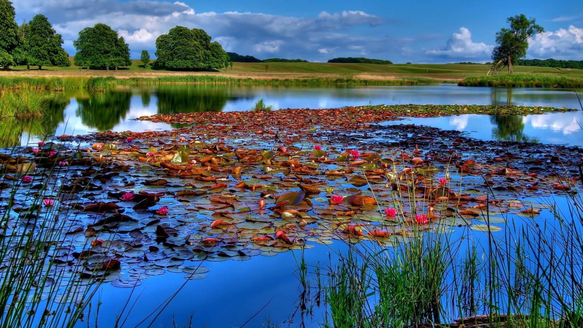 Обои отражение, природа, вода, растительность, природный заповедник в разрешении 1920x1080