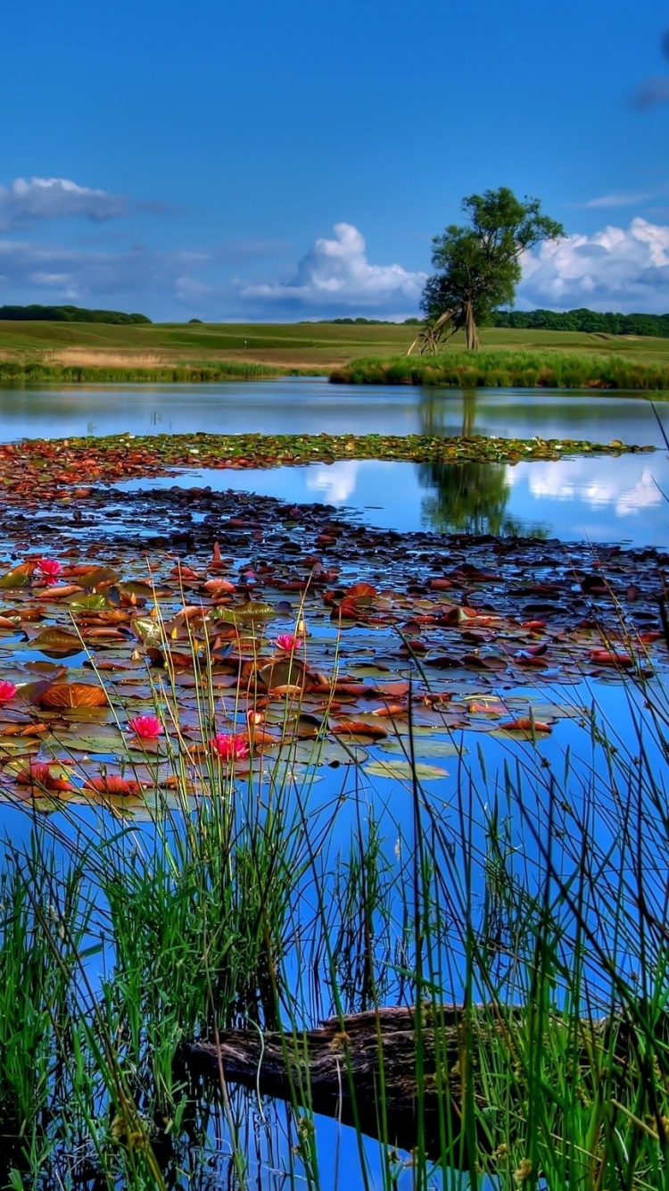 Обои отражение, природа, вода, растительность, природный заповедник в разрешении 750x1334